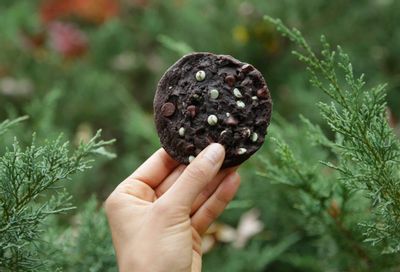 Subway’s Decadent Double Chocolate Cookie Returns for a Short Time
